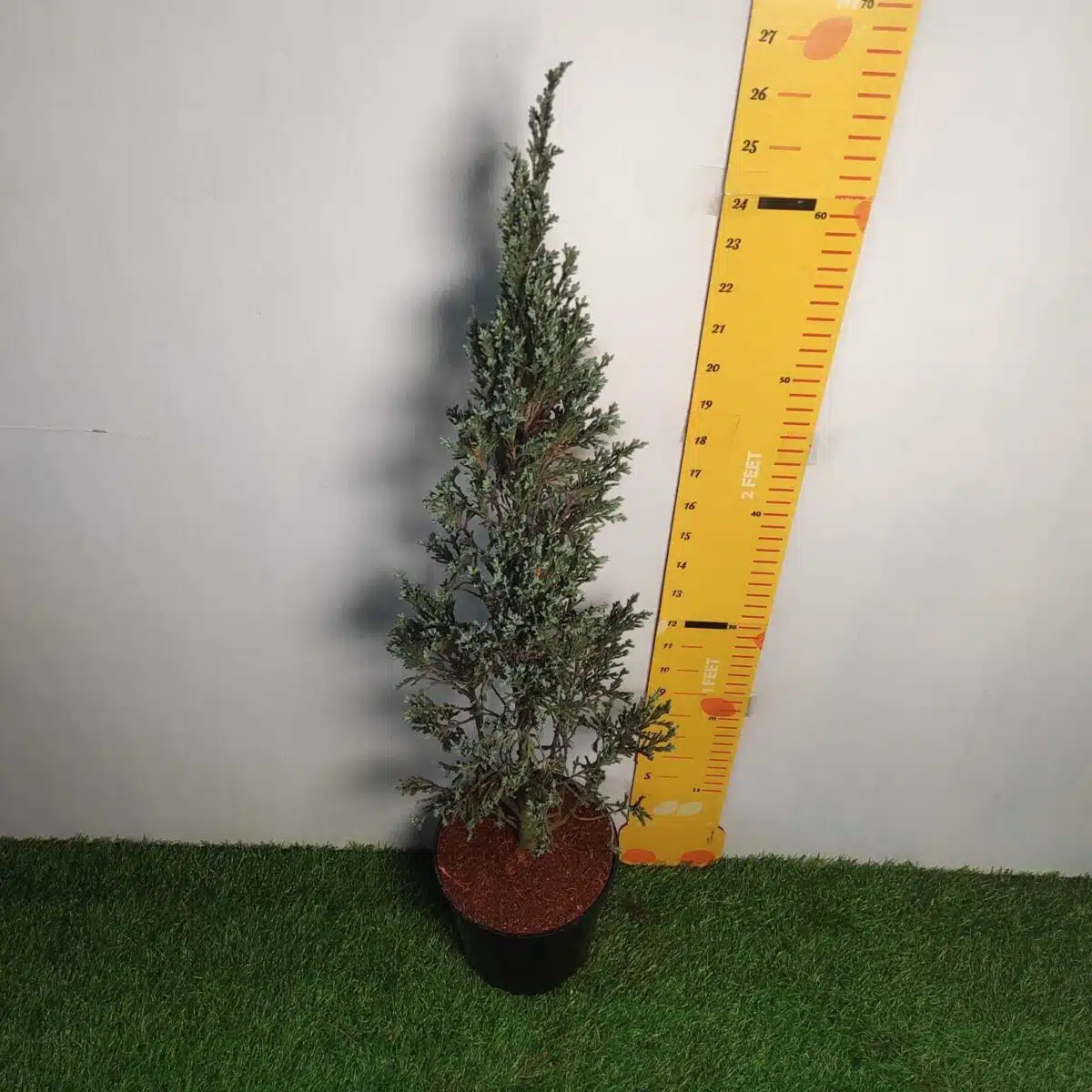 Juniperus scopulorum 'Blue Arrow' Pencil Pine - Image 2