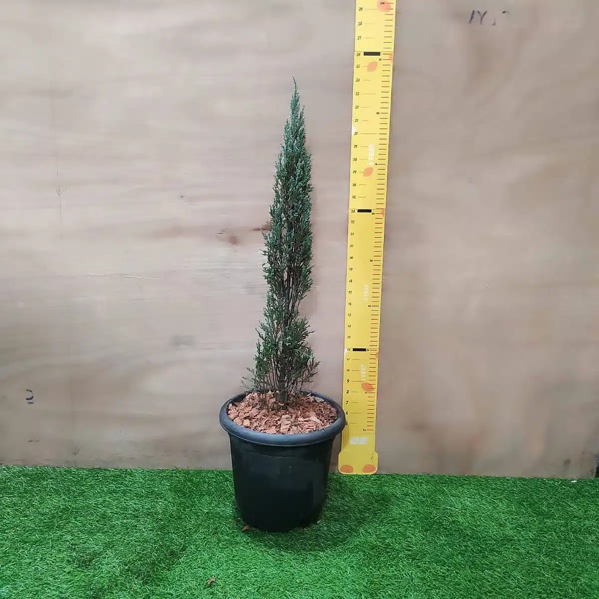 Juniperus scopulorum 'Blue Arrow' Pencil Pine - Image 12
