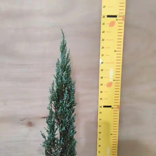 Juniperus scopulorum 'Blue Arrow' Pencil Pine - Image 14