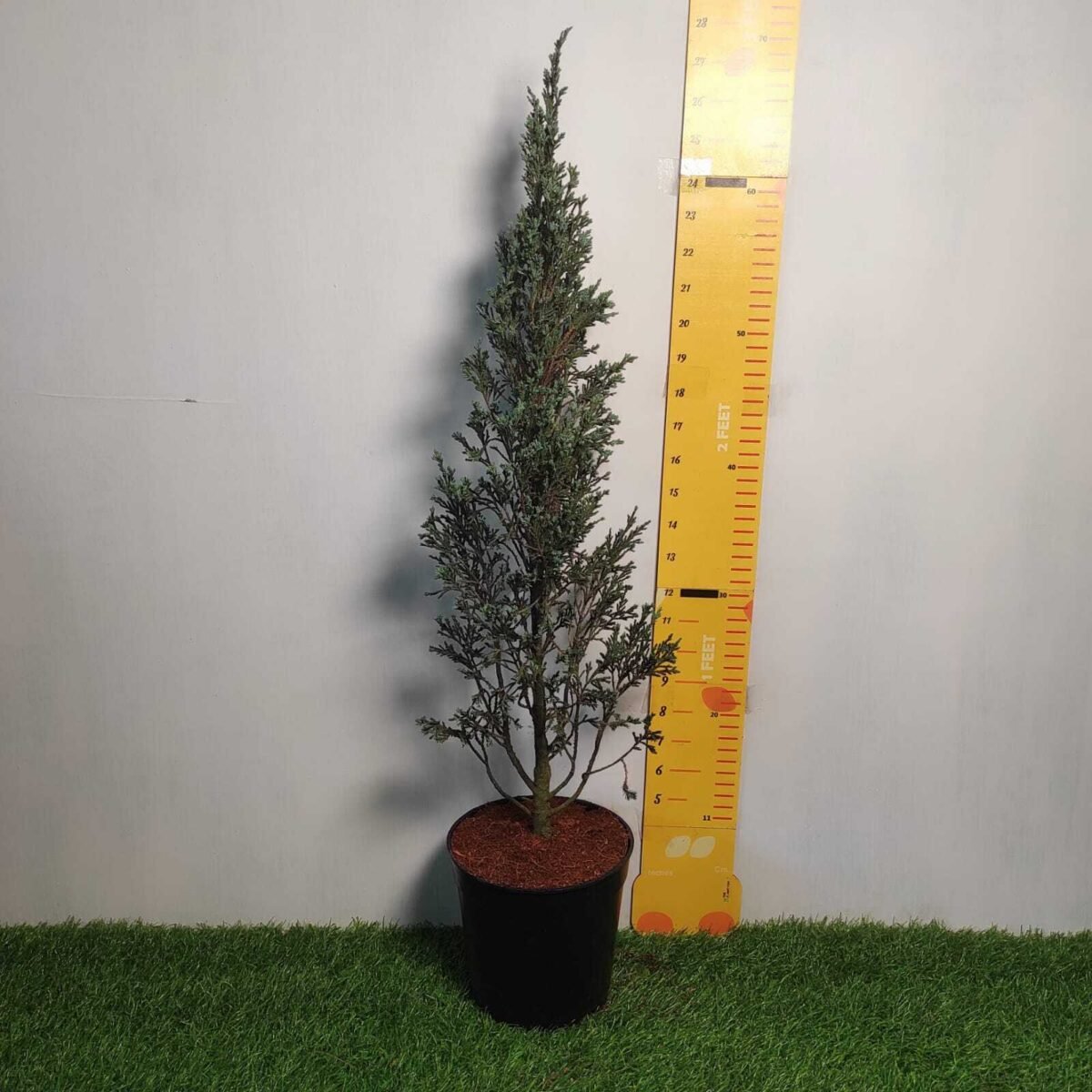 Juniperus scopulorum 'Blue Arrow' Pencil Pine - Image 3
