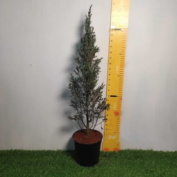 Juniperus scopulorum 'Blue Arrow' Pencil Pine - Image 3