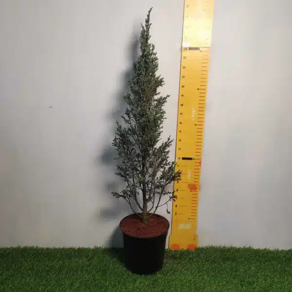 Juniperus scopulorum 'Blue Arrow' Pencil Pine - Image 7