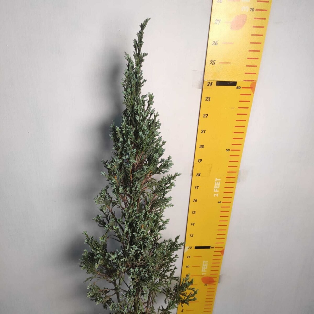 Juniperus scopulorum 'Blue Arrow' Pencil Pine - Image 6