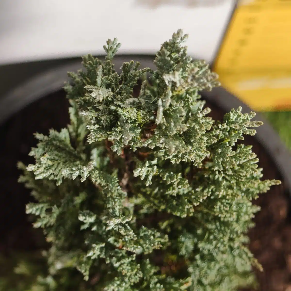 Juniperus scopulorum 'Blue Arrow' Pencil Pine - Image 4