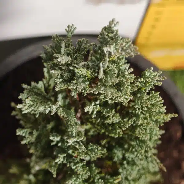 Juniperus scopulorum 'Blue Arrow' Pencil Pine - Image 4