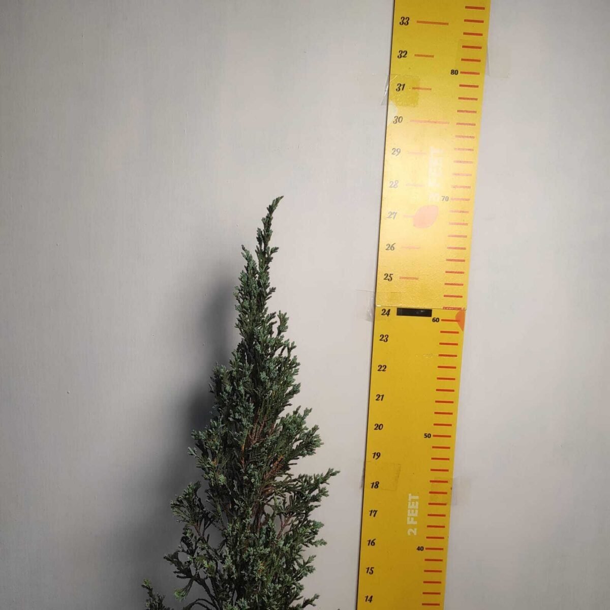 Juniperus scopulorum 'Blue Arrow' Pencil Pine - Image 18