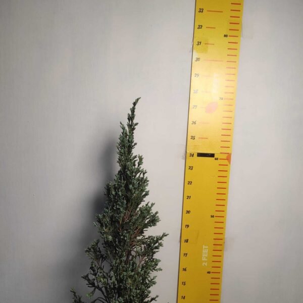 Juniperus scopulorum 'Blue Arrow' Pencil Pine - Image 18