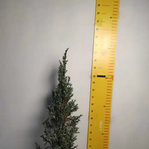 Juniperus scopulorum 'Blue Arrow' Pencil Pine - Image 10