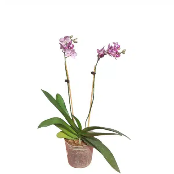 Phalaenopsis Anthura Cadiz - multiflora - Image 2