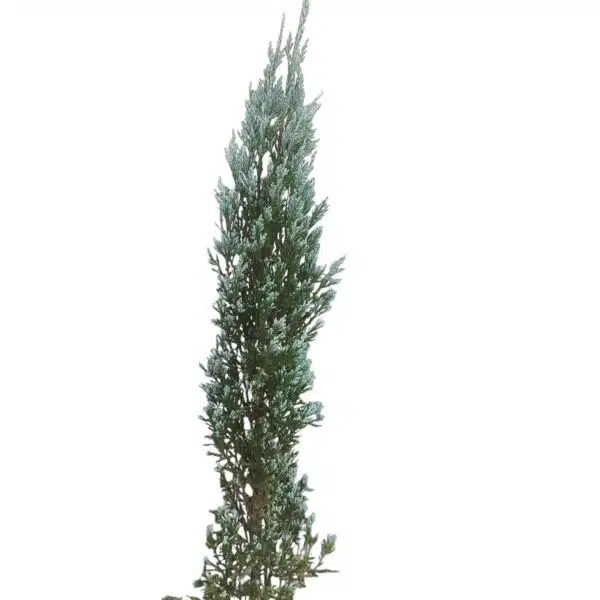 Juniperus scopulorum 'Blue Arrow' Pencil Pine - Image 20