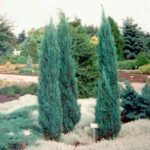 Juniperus scopulorum 'Blue Arrow' Pencil Pine