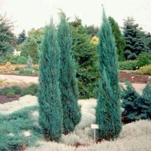 Juniperus scopulorum ‘Blue Arrow’ Pencil Pine