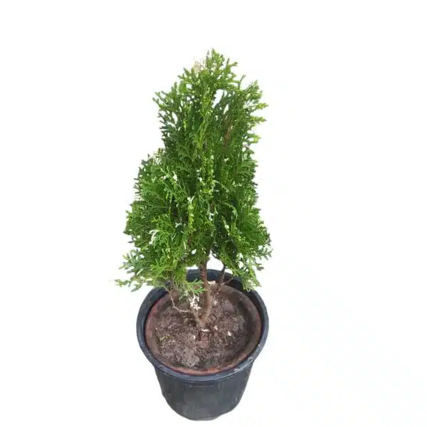 Thuja Occidentalis Variegated - Image 3