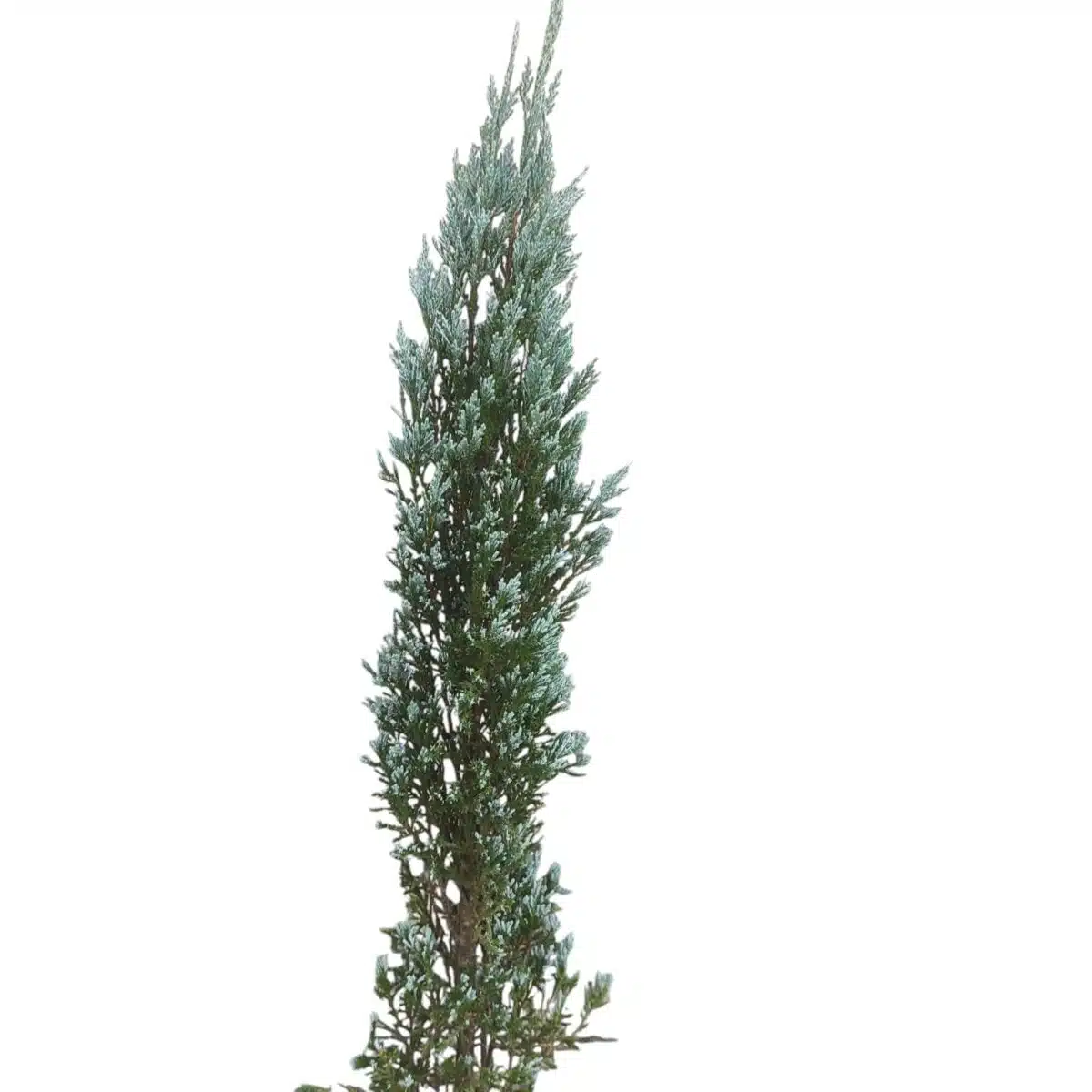 Juniperus scopulorum 'Blue Arrow' Pencil Pine - Image 19