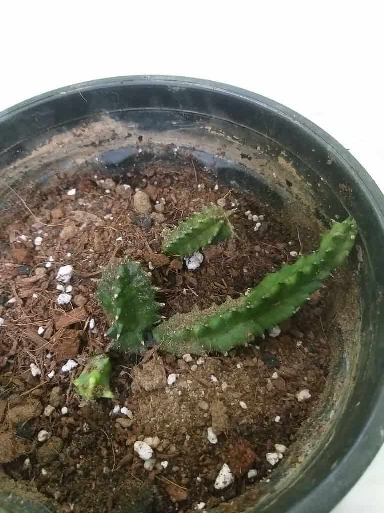 Image #1 from Tanu Agrawal