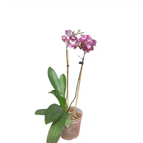 Phalaenopsis Anthura Cadiz - multiflora