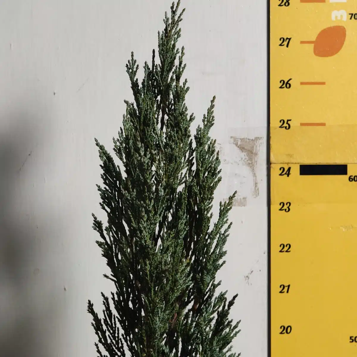 Juniperus scopulorum 'Blue Arrow' Pencil Pine - Image 9