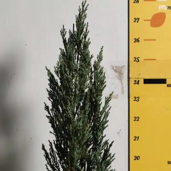 Juniperus scopulorum 'Blue Arrow' Pencil Pine - Image 9