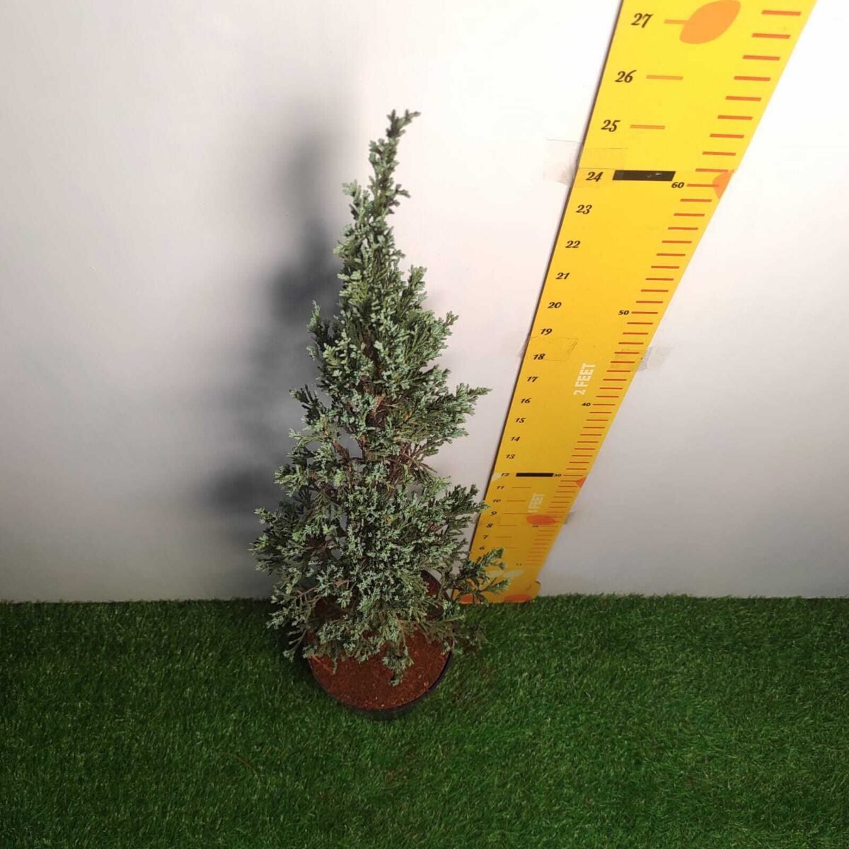 Juniperus scopulorum 'Blue Arrow' Pencil Pine - Image 2