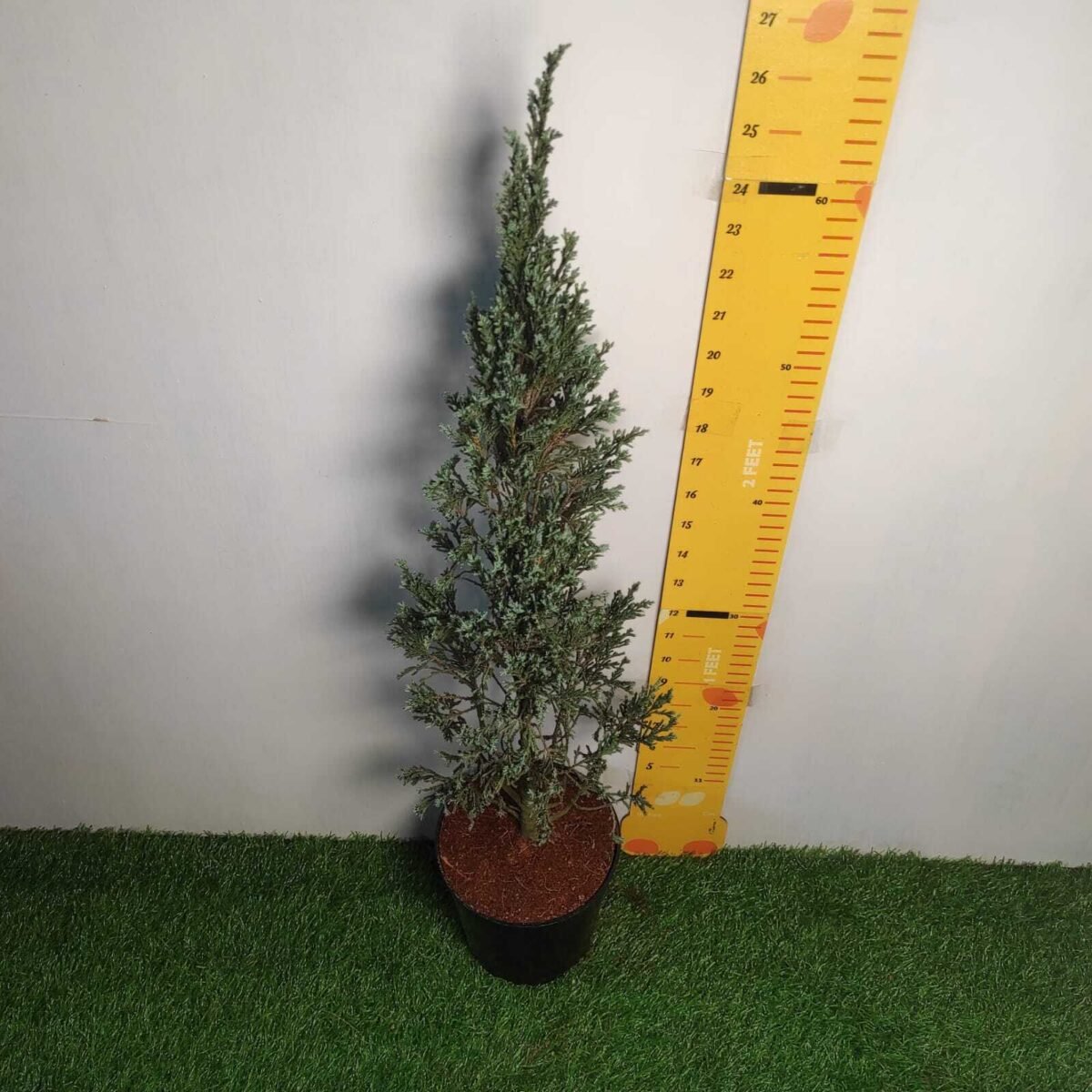 Juniperus scopulorum 'Blue Arrow' Pencil Pine - Image 17