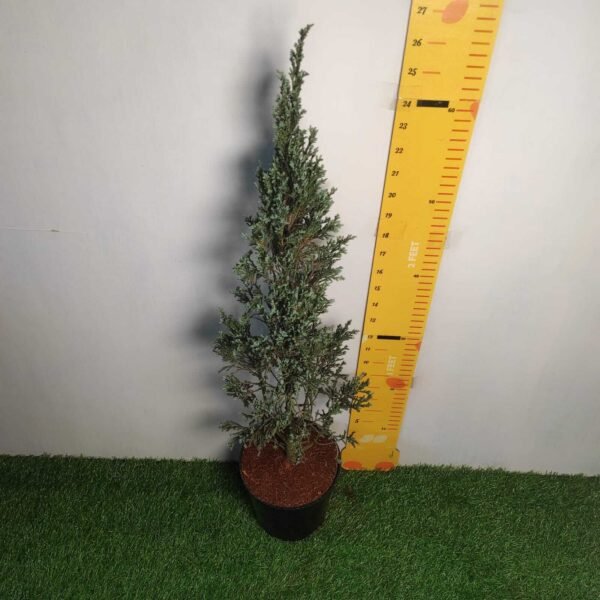 Juniperus scopulorum 'Blue Arrow' Pencil Pine - Image 17