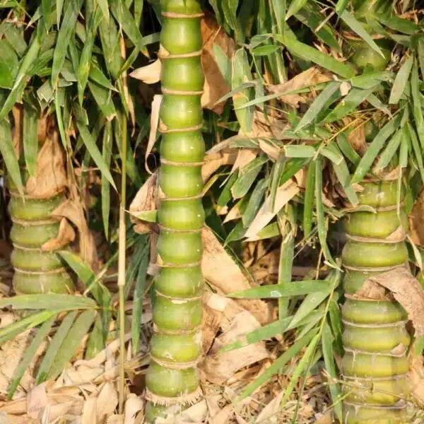 Buddha bamboo (Buddha Belly Bamboo/Bambusa Ventricosa) - Image 7