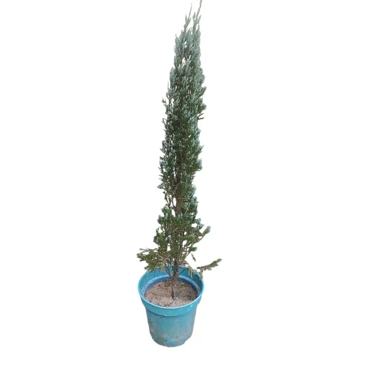 Juniperus scopulorum 'Blue Arrow' Pencil Pine - Image 15