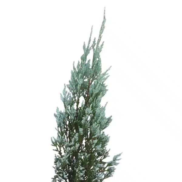 Juniperus scopulorum 'Blue Arrow' Pencil Pine - Image 17