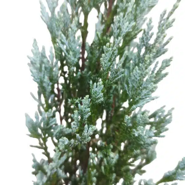 Juniperus scopulorum 'Blue Arrow' Pencil Pine - Image 18