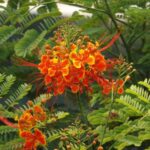 Radhachura or Peacock flowering plant (Caesalpinia Pulcherrima)