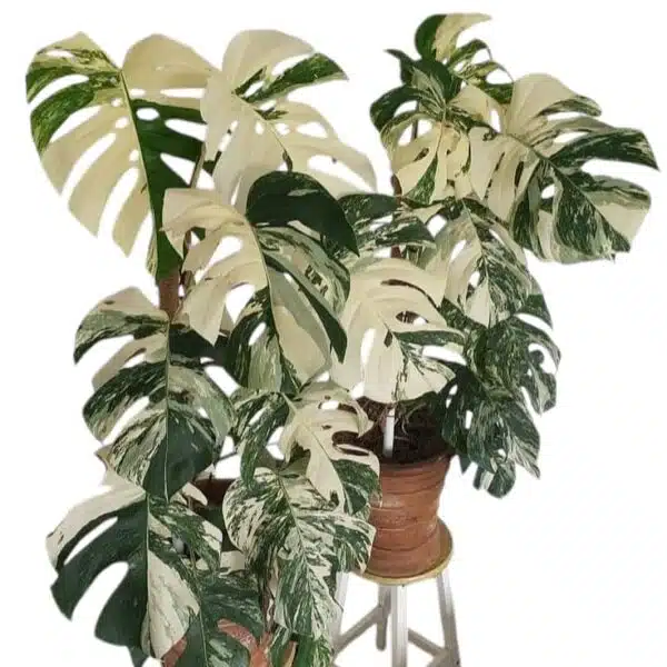 Monstera Albo Variegata - Image 2
