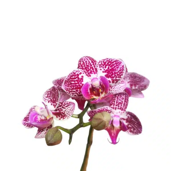 Phalaenopsis Anthura Cadiz - multiflora - Image 4