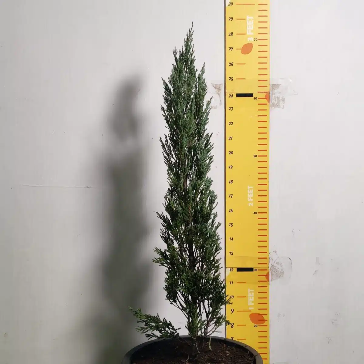Juniperus scopulorum 'Blue Arrow' Pencil Pine - Image 11