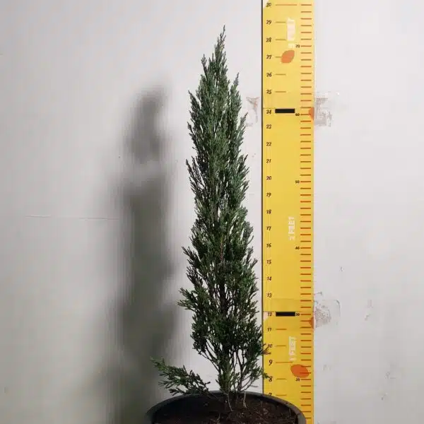 Juniperus scopulorum 'Blue Arrow' Pencil Pine - Image 11