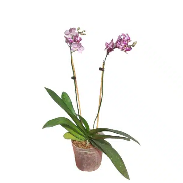 Phalaenopsis Anthura Cadiz - multiflora - Image 5