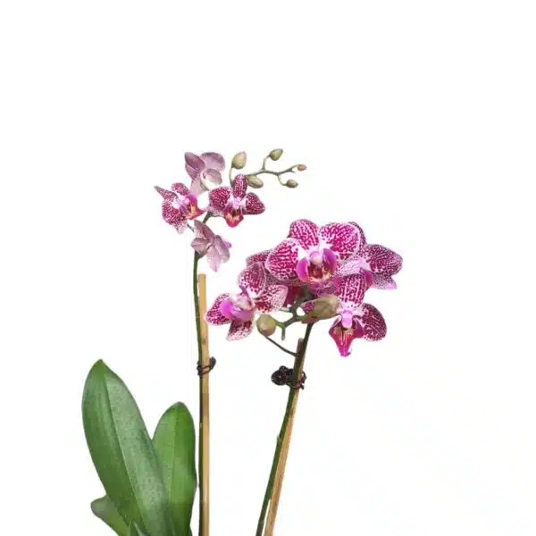 Phalaenopsis Anthura Cadiz - multiflora - Image 6