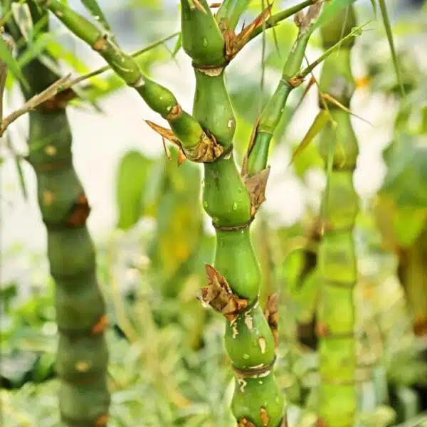 Buddha bamboo (Buddha Belly Bamboo/Bambusa Ventricosa) - Image 8