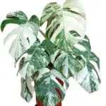 Monstera Albo Variegata