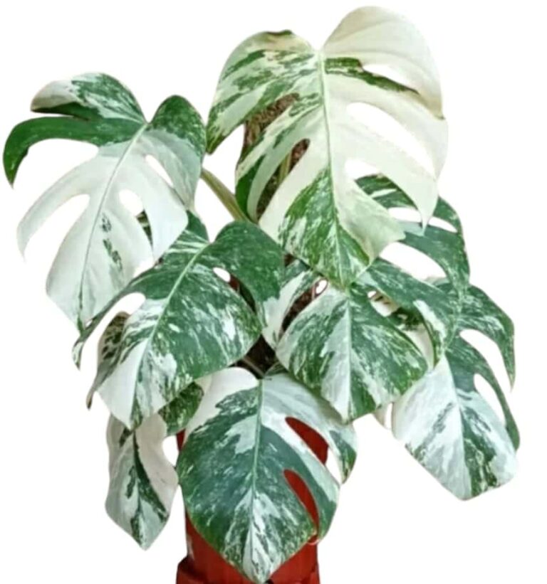Monstera Albo Variegata