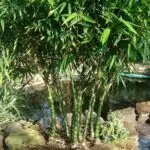 Buddha bamboo (Buddha Belly Bamboo/Bambusa Ventricosa)