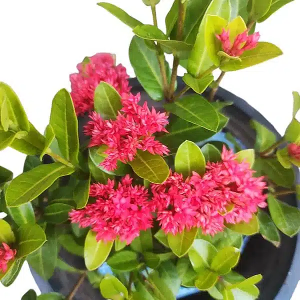Ixora Dwarf Red Double Flower - Image 2