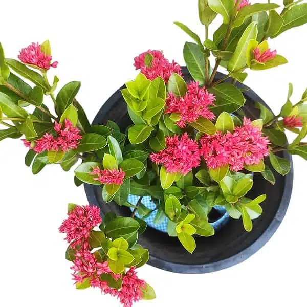 Ixora Dwarf Red Double Flower - Image 3