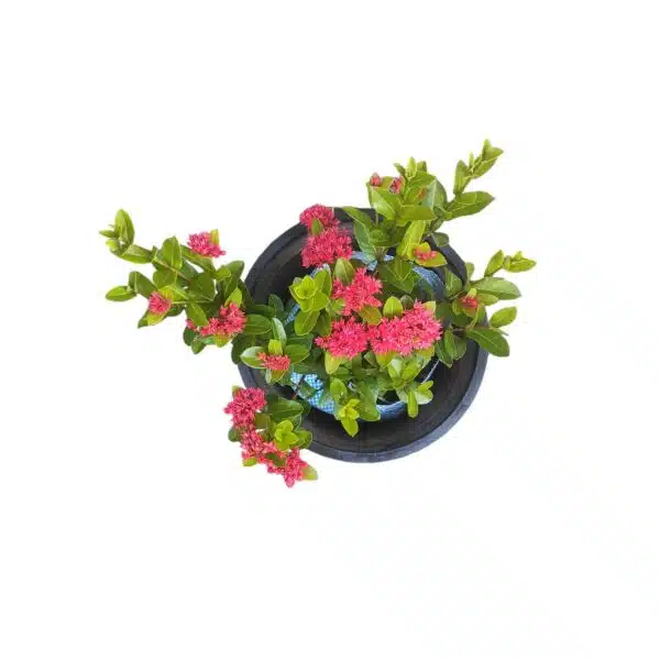 Ixora Dwarf Red Double Flower - Image 4