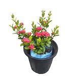 Ixora Dwarf Red Double Flower