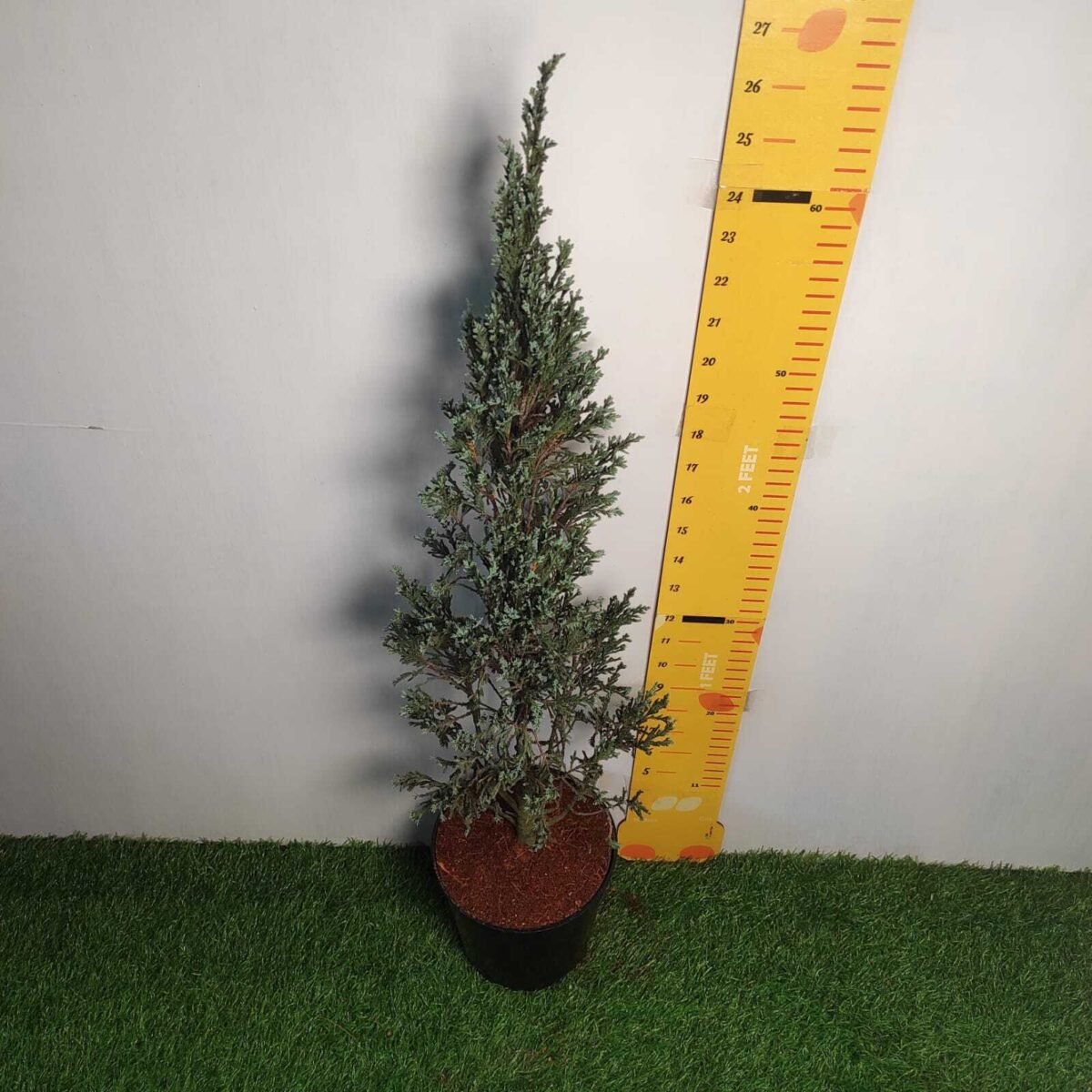Juniperus scopulorum 'Blue Arrow' Pencil Pine - Image 4