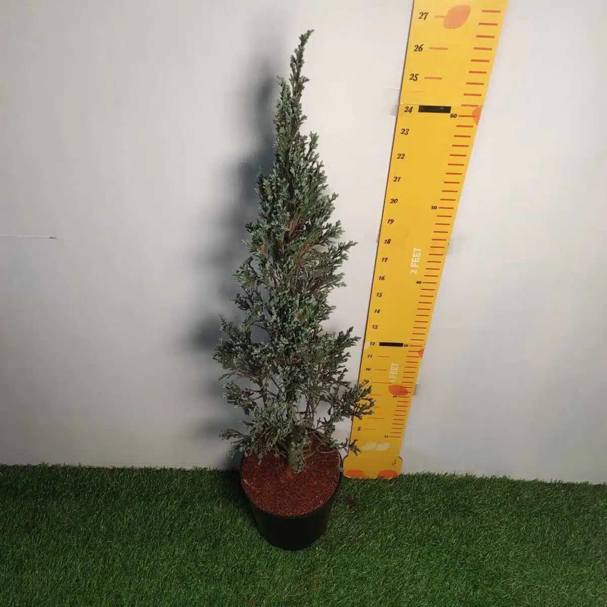 Juniperus scopulorum 'Blue Arrow' Pencil Pine - Image 8