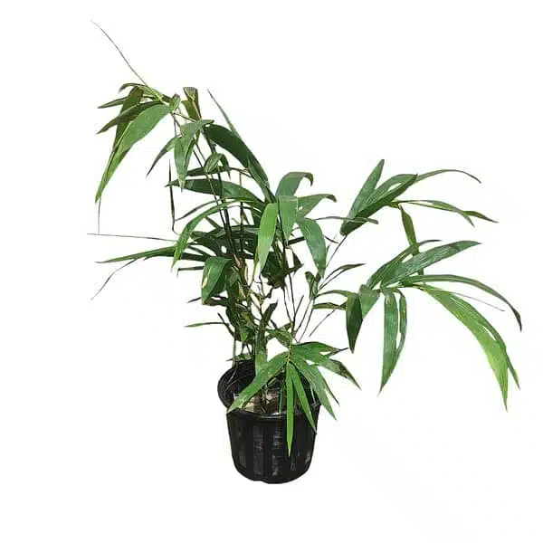 Buddha bamboo (Buddha Belly Bamboo/Bambusa Ventricosa) - Image 2