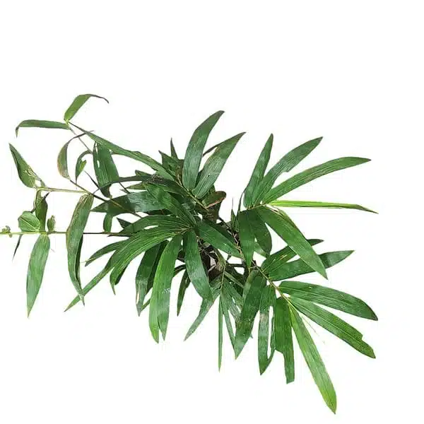 Buddha bamboo (Buddha Belly Bamboo/Bambusa Ventricosa) - Image 3