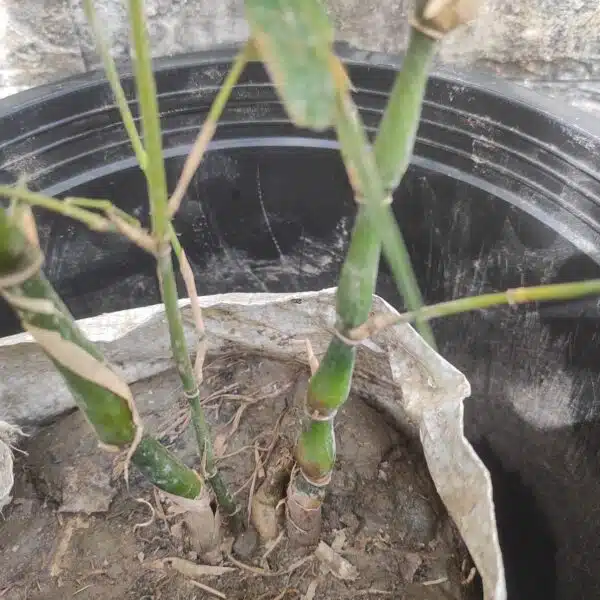 Buddha bamboo (Buddha Belly Bamboo/Bambusa Ventricosa) - Image 5