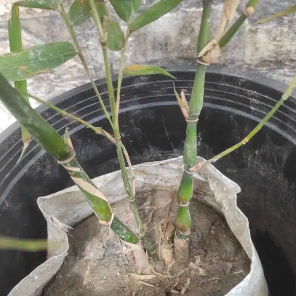 Buddha bamboo (Buddha Belly Bamboo/Bambusa Ventricosa) - Image 4